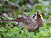 A White-browed Laughingthrush with partially albinized feathers is pictured in a bush in Renhuai, China, on October 15, 2024. (