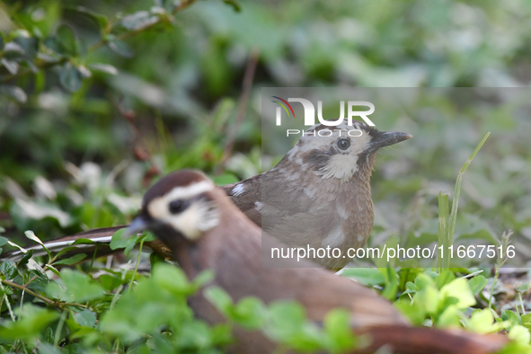 A White-browed Laughingthrush with partially albinized feathers is pictured in a bush in Renhuai, China, on October 15, 2024. 