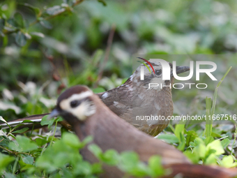 A White-browed Laughingthrush with partially albinized feathers is pictured in a bush in Renhuai, China, on October 15, 2024. (