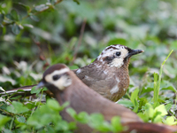 A White-browed Laughingthrush with partially albinized feathers is pictured in a bush in Renhuai, China, on October 15, 2024. (