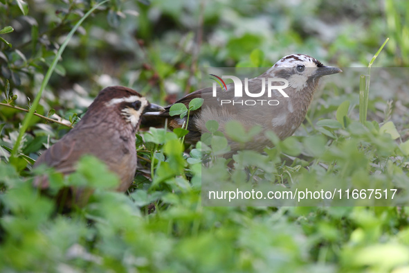 A White-browed Laughingthrush with partially albinized feathers is pictured in a bush in Renhuai, China, on October 15, 2024. 