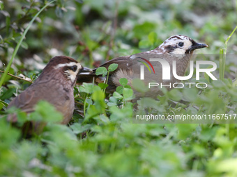 A White-browed Laughingthrush with partially albinized feathers is pictured in a bush in Renhuai, China, on October 15, 2024. (