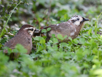 A White-browed Laughingthrush with partially albinized feathers is pictured in a bush in Renhuai, China, on October 15, 2024. (