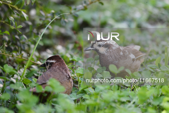 A White-browed Laughingthrush with partially albinized feathers is pictured in a bush in Renhuai, China, on October 15, 2024. 