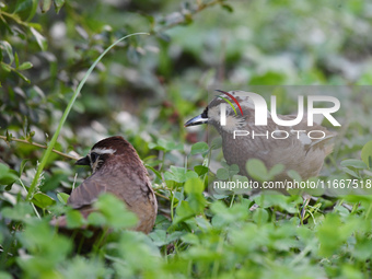 A White-browed Laughingthrush with partially albinized feathers is pictured in a bush in Renhuai, China, on October 15, 2024. (