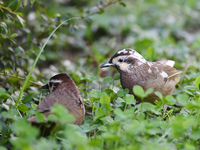 A White-browed Laughingthrush with partially albinized feathers is pictured in a bush in Renhuai, China, on October 15, 2024. (