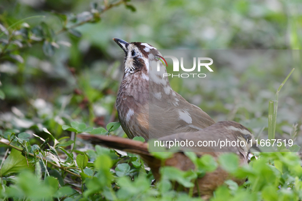 A White-browed Laughingthrush with partially albinized feathers is pictured in a bush in Renhuai, China, on October 15, 2024. 