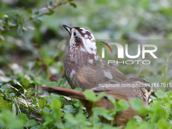 A White-browed Laughingthrush with partially albinized feathers is pictured in a bush in Renhuai, China, on October 15, 2024. (