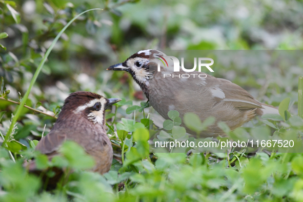 A White-browed Laughingthrush with partially albinized feathers is pictured in a bush in Renhuai, China, on October 15, 2024. 