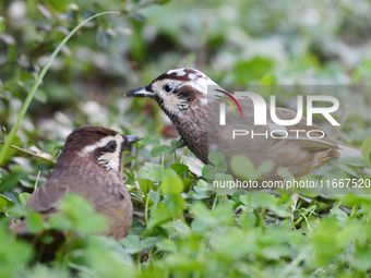 A White-browed Laughingthrush with partially albinized feathers is pictured in a bush in Renhuai, China, on October 15, 2024. (