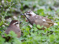 A White-browed Laughingthrush with partially albinized feathers is pictured in a bush in Renhuai, China, on October 15, 2024. (