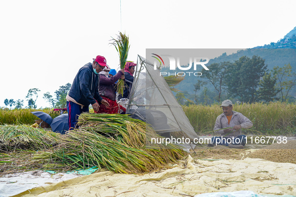 Farmers harvest paddy crops in the traditional way on farmland on the outskirts of Kathmandu, Nepal, on October 15, 2024. 