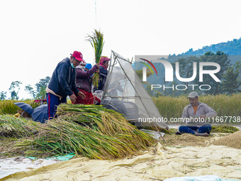 Farmers harvest paddy crops in the traditional way on farmland on the outskirts of Kathmandu, Nepal, on October 15, 2024. (