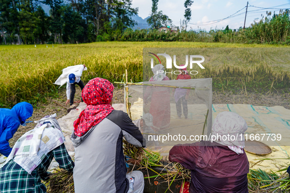 Farmers harvest paddy crops in the traditional way on farmland on the outskirts of Kathmandu, Nepal, on October 15, 2024. 