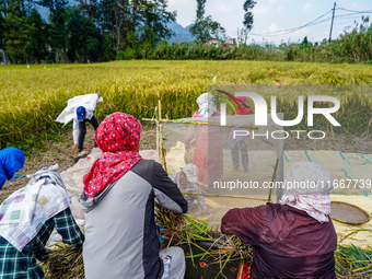 Farmers harvest paddy crops in the traditional way on farmland on the outskirts of Kathmandu, Nepal, on October 15, 2024. (