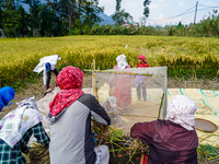 Farmers harvest paddy crops in the traditional way on farmland on the outskirts of Kathmandu, Nepal, on October 15, 2024. (