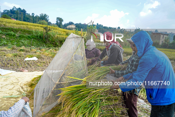 Farmers harvest paddy crops in the traditional way on farmland on the outskirts of Kathmandu, Nepal, on October 15, 2024. 