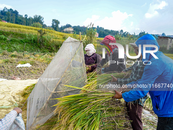 Farmers harvest paddy crops in the traditional way on farmland on the outskirts of Kathmandu, Nepal, on October 15, 2024. (