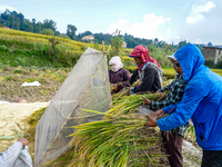 Farmers harvest paddy crops in the traditional way on farmland on the outskirts of Kathmandu, Nepal, on October 15, 2024. (