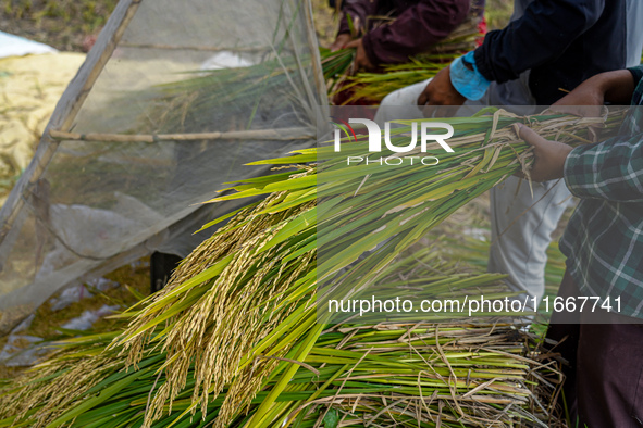 Farmers harvest paddy crops in the traditional way on farmland on the outskirts of Kathmandu, Nepal, on October 15, 2024. 