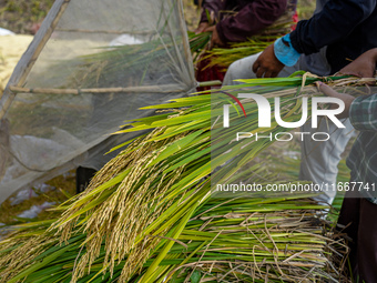 Farmers harvest paddy crops in the traditional way on farmland on the outskirts of Kathmandu, Nepal, on October 15, 2024. (