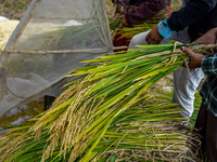 Farmers harvest paddy crops in the traditional way on farmland on the outskirts of Kathmandu, Nepal, on October 15, 2024. (