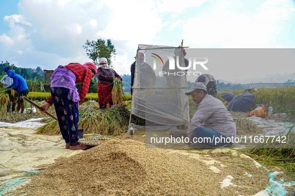 Farmers harvest paddy crops in the traditional way on farmland on the outskirts of Kathmandu, Nepal, on October 15, 2024. 