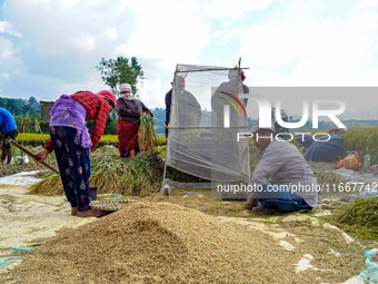 Farmers harvest paddy crops in the traditional way on farmland on the outskirts of Kathmandu, Nepal, on October 15, 2024. (