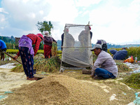 Farmers harvest paddy crops in the traditional way on farmland on the outskirts of Kathmandu, Nepal, on October 15, 2024. (