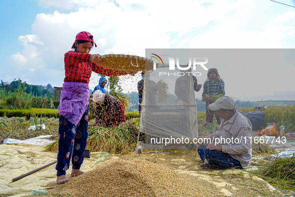 Farmers harvest paddy crops in the traditional way on farmland on the outskirts of Kathmandu, Nepal, on October 15, 2024. 