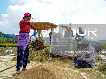 Farmers harvest paddy crops in the traditional way on farmland on the outskirts of Kathmandu, Nepal, on October 15, 2024. (