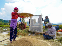 Farmers harvest paddy crops in the traditional way on farmland on the outskirts of Kathmandu, Nepal, on October 15, 2024. (