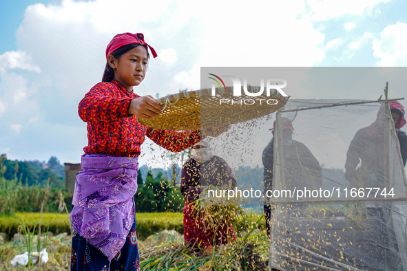 Farmers harvest paddy crops in the traditional way on farmland on the outskirts of Kathmandu, Nepal, on October 15, 2024. 