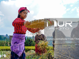 Farmers harvest paddy crops in the traditional way on farmland on the outskirts of Kathmandu, Nepal, on October 15, 2024. (