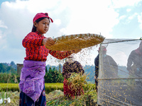 Farmers harvest paddy crops in the traditional way on farmland on the outskirts of Kathmandu, Nepal, on October 15, 2024. (