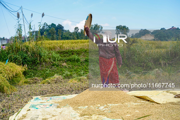 Farmers harvest paddy crops in the traditional way on farmland on the outskirts of Kathmandu, Nepal, on October 15, 2024. 