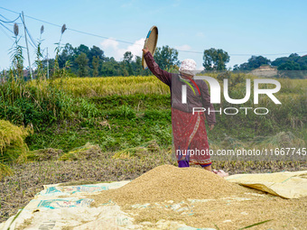 Farmers harvest paddy crops in the traditional way on farmland on the outskirts of Kathmandu, Nepal, on October 15, 2024. (