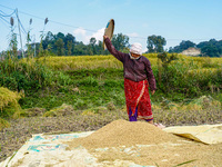 Farmers harvest paddy crops in the traditional way on farmland on the outskirts of Kathmandu, Nepal, on October 15, 2024. (