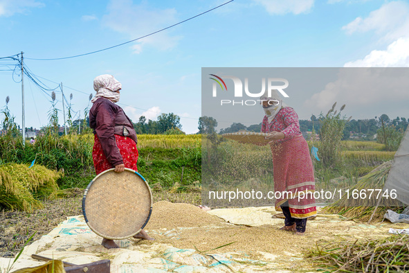 Farmers harvest paddy crops in the traditional way on farmland on the outskirts of Kathmandu, Nepal, on October 15, 2024. 