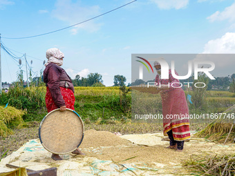 Farmers harvest paddy crops in the traditional way on farmland on the outskirts of Kathmandu, Nepal, on October 15, 2024. (