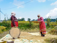 Farmers harvest paddy crops in the traditional way on farmland on the outskirts of Kathmandu, Nepal, on October 15, 2024. (