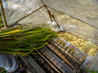 Farmers harvest paddy crops in the traditional way on farmland on the outskirts of Kathmandu, Nepal, on October 15, 2024. (