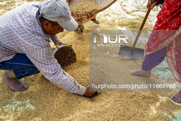 Farmers harvest paddy crops in the traditional way on farmland on the outskirts of Kathmandu, Nepal, on October 15, 2024. 