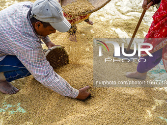 Farmers harvest paddy crops in the traditional way on farmland on the outskirts of Kathmandu, Nepal, on October 15, 2024. (