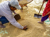 Farmers harvest paddy crops in the traditional way on farmland on the outskirts of Kathmandu, Nepal, on October 15, 2024. (