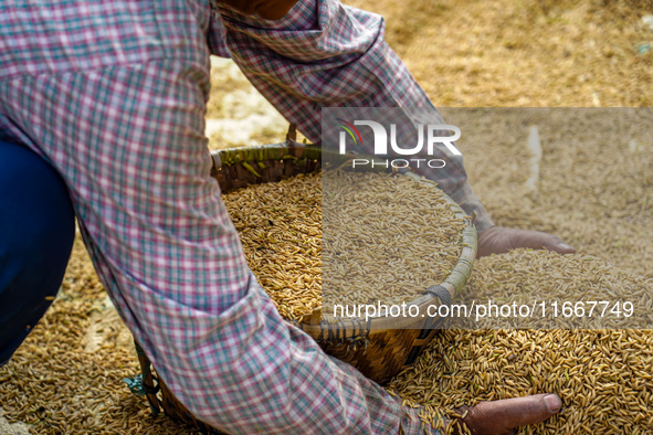 Farmers harvest paddy crops in the traditional way on farmland on the outskirts of Kathmandu, Nepal, on October 15, 2024. 