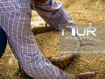 Farmers harvest paddy crops in the traditional way on farmland on the outskirts of Kathmandu, Nepal, on October 15, 2024. (