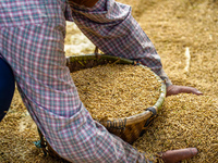 Farmers harvest paddy crops in the traditional way on farmland on the outskirts of Kathmandu, Nepal, on October 15, 2024. (