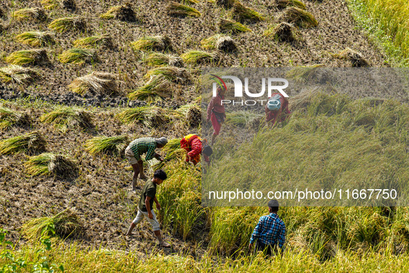 Farmers harvest paddy crops in the traditional way on farmland on the outskirts of Kathmandu, Nepal, on October 15, 2024. 