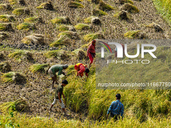 Farmers harvest paddy crops in the traditional way on farmland on the outskirts of Kathmandu, Nepal, on October 15, 2024. (